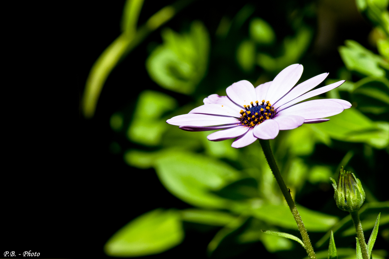 Fiore di campo