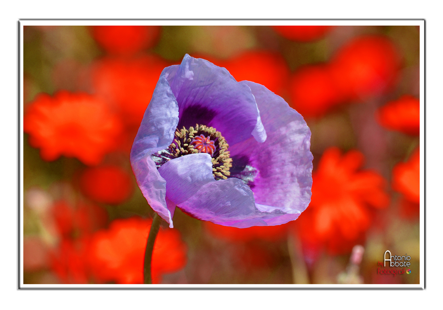 Fiore di campo