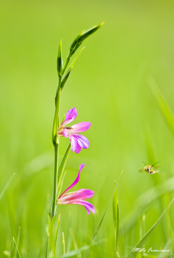 fiore di campo