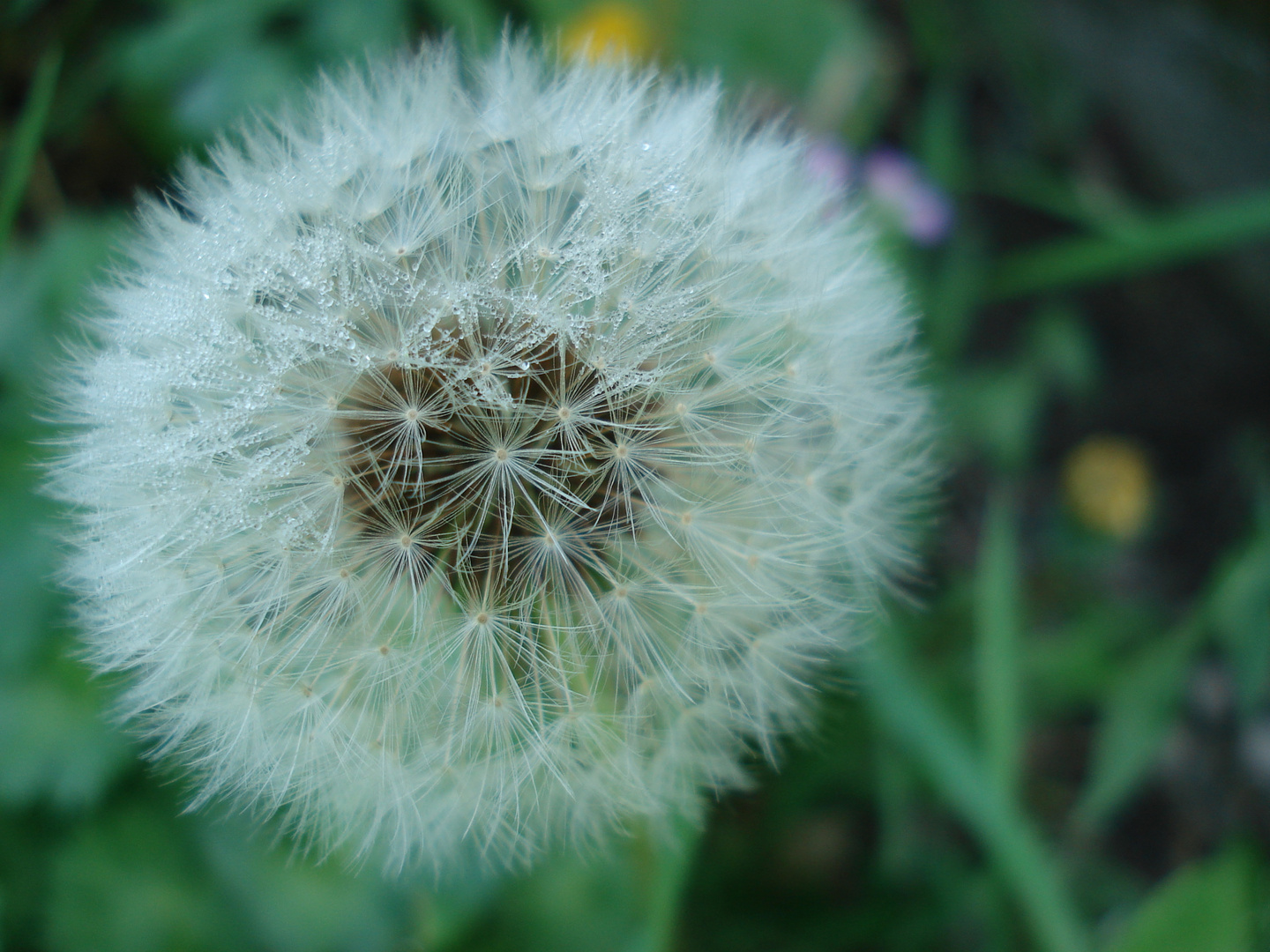 fiore di campo