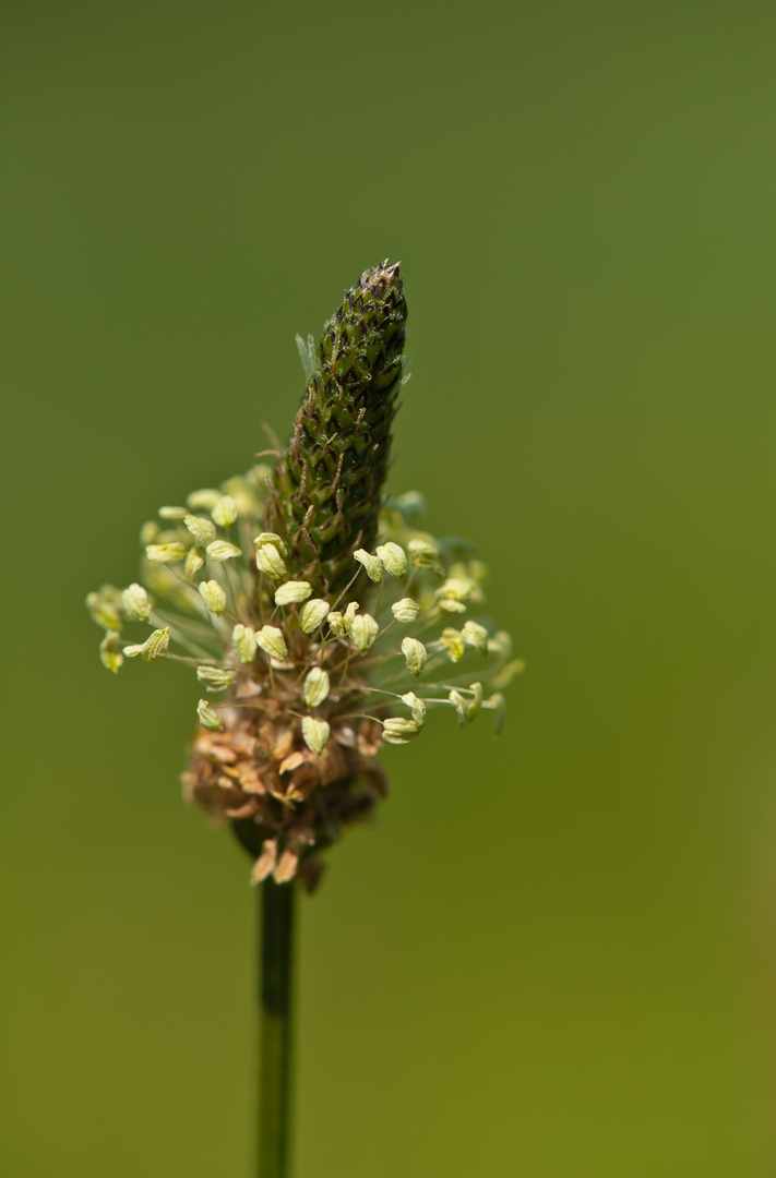 fiore di campo