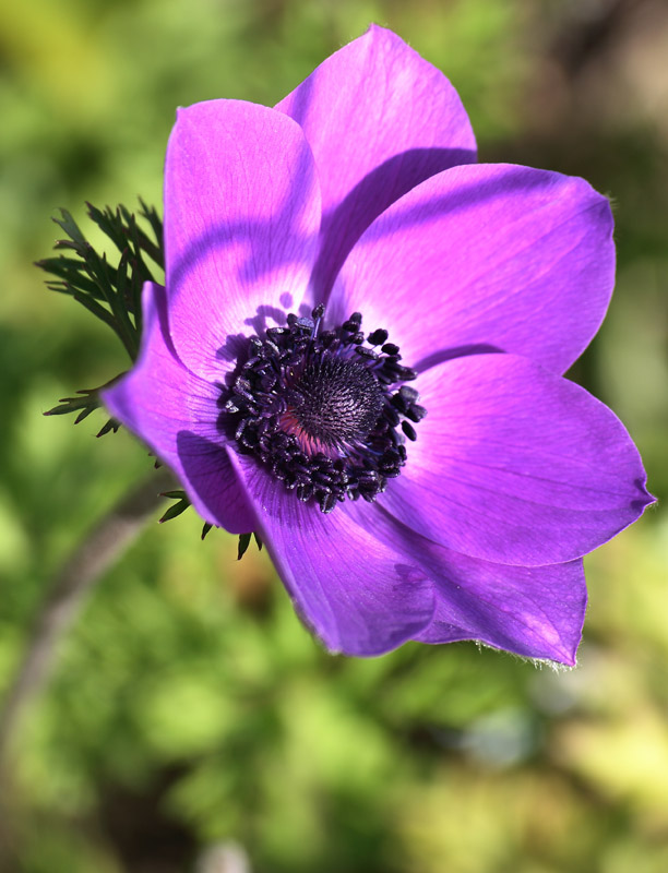 Fiore di campo . . .