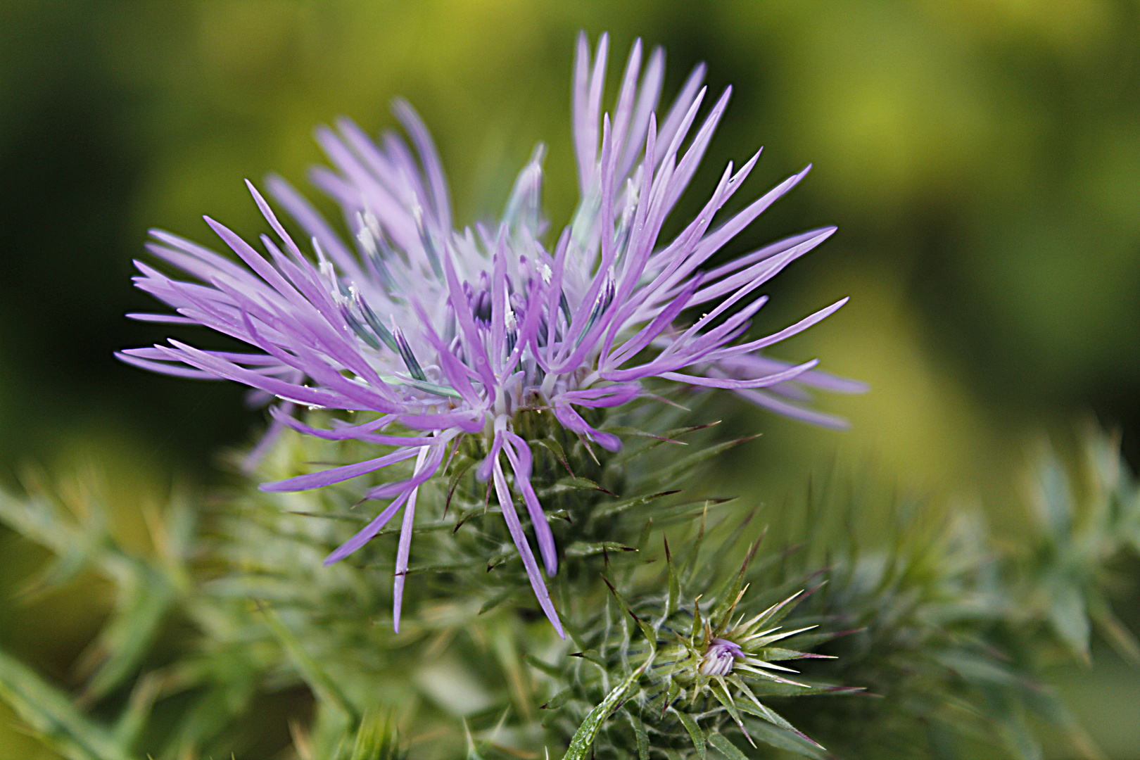 Fiore di campo