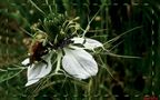 fiore di campo von Alberto Cherubini Magni 