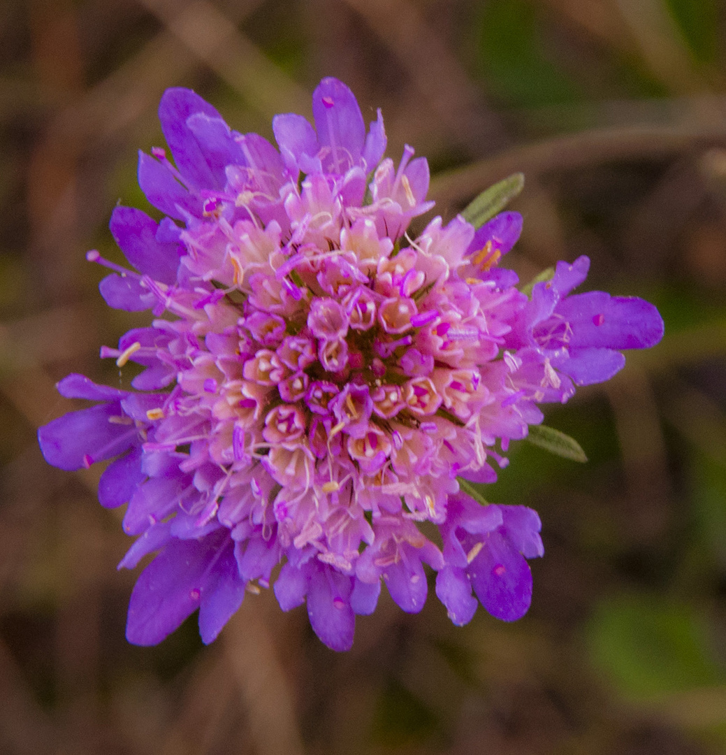 FIORE DI CAMPO