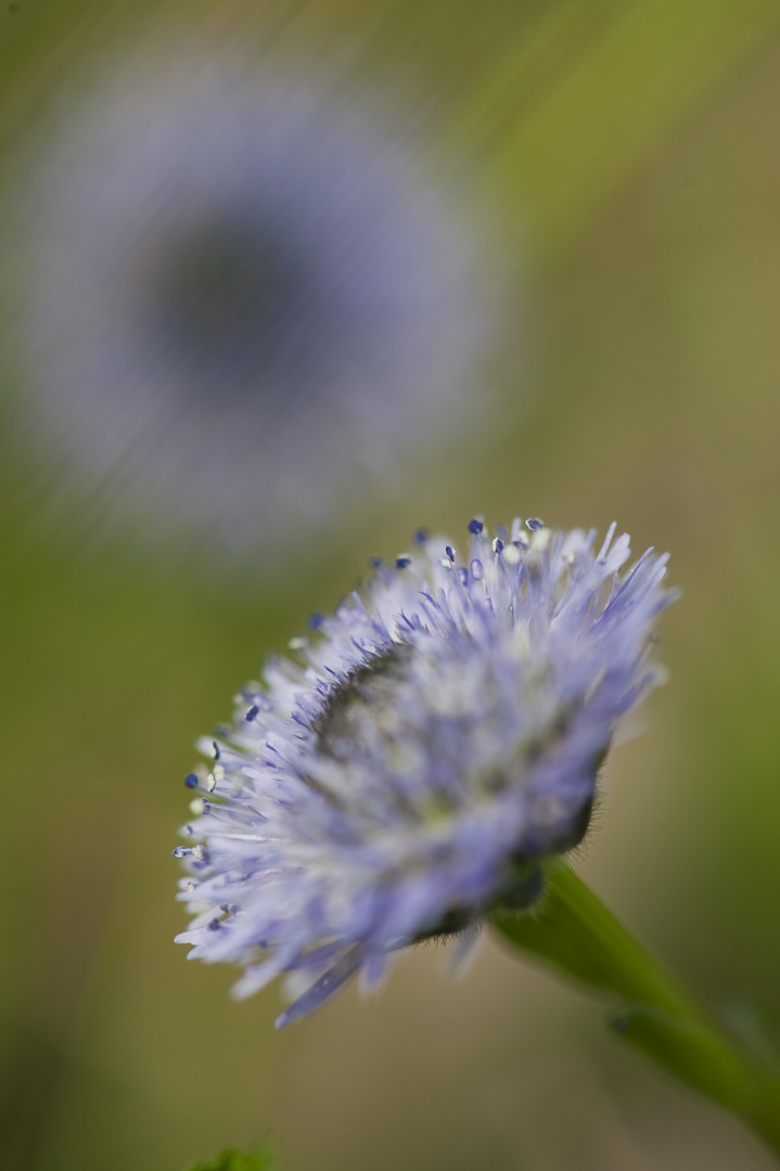 Fiore di campo