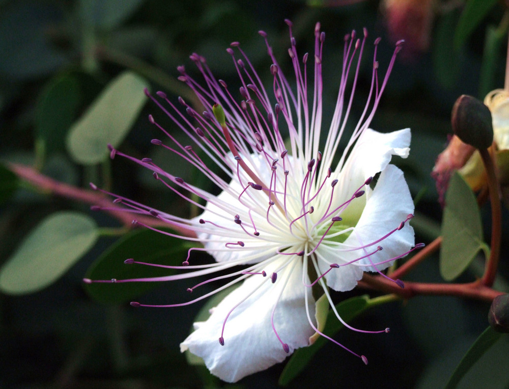 Fiore di cappero