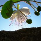 fiore di cappero