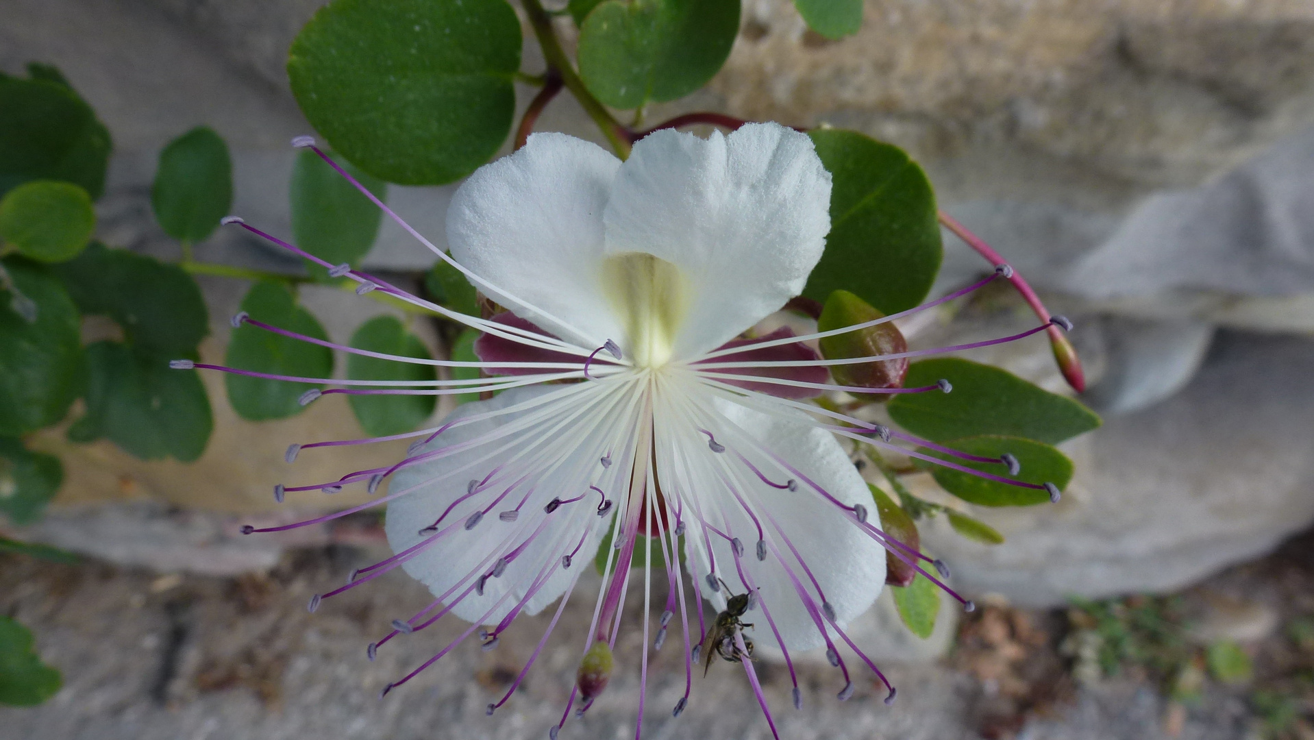 fiore di cappero kapernblume