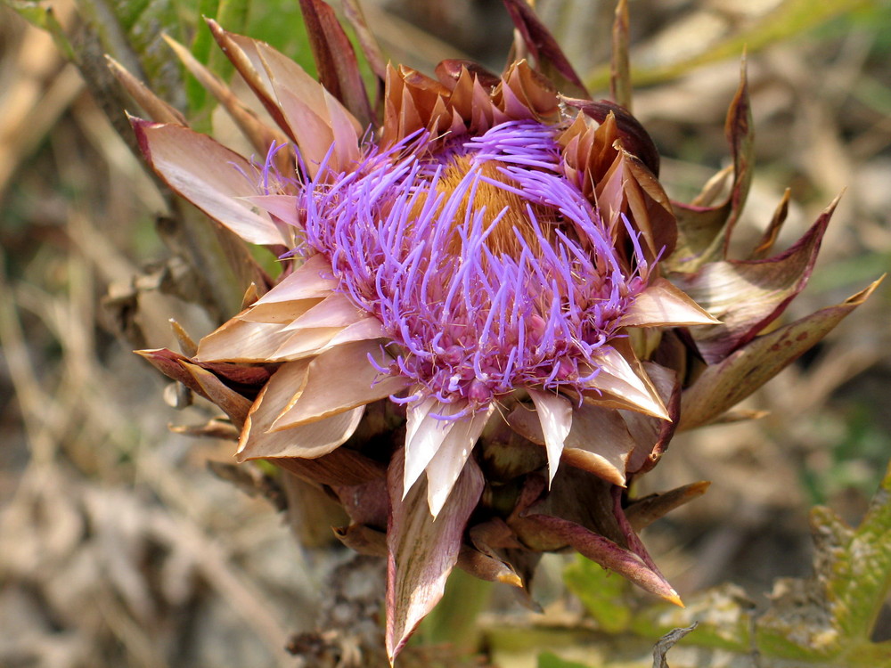 fiore di carciofo