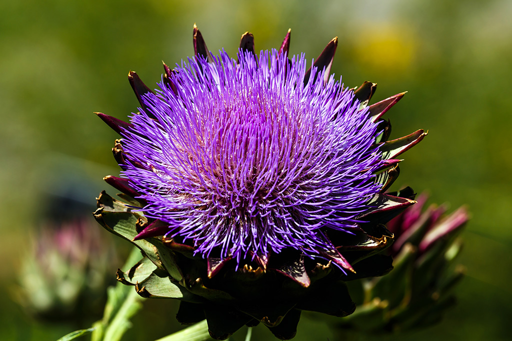 Fiore di Carciofo