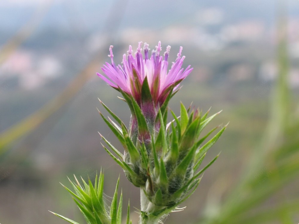 Fiore di cardo (Carduus, famiglia Asteraceae).