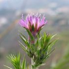 Fiore di cardo (Carduus, famiglia Asteraceae).