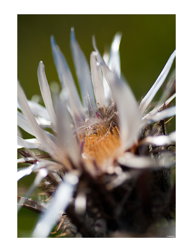 ..fiore di cardo..