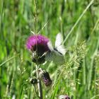 Fiore di cardo con farfalla.