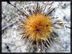 fiore di cardo selvatico