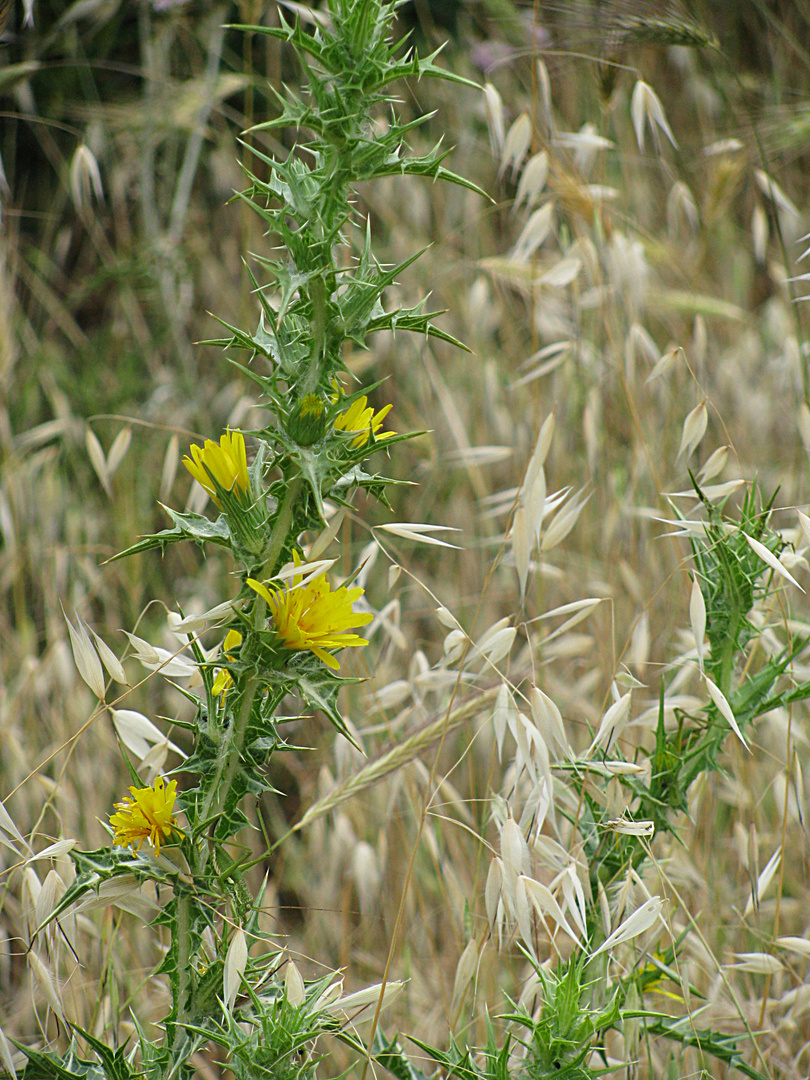 Fiore di cardo selvatico