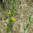 Fiore di cardo selvatico