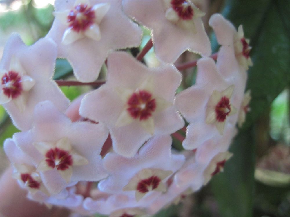 'Fiore di cera' Foto Immagini piante, fiori e funghi, fiori, natura