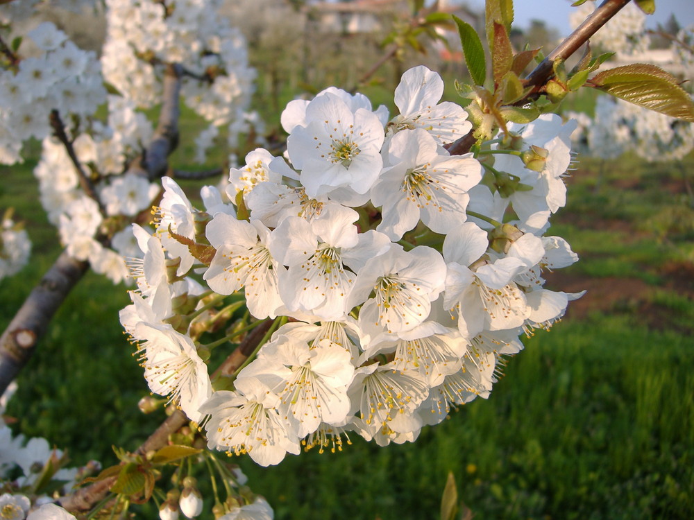 Fiore di ciliegio