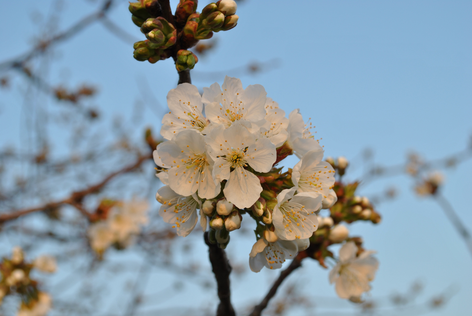 Fiore di ciliegio