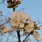 Fiore di ciliegio