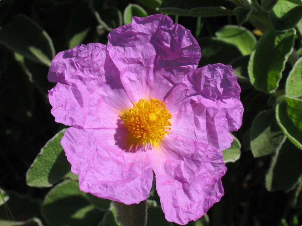 Fiore di Cistus incanus.