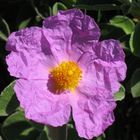 Fiore di Cistus incanus.