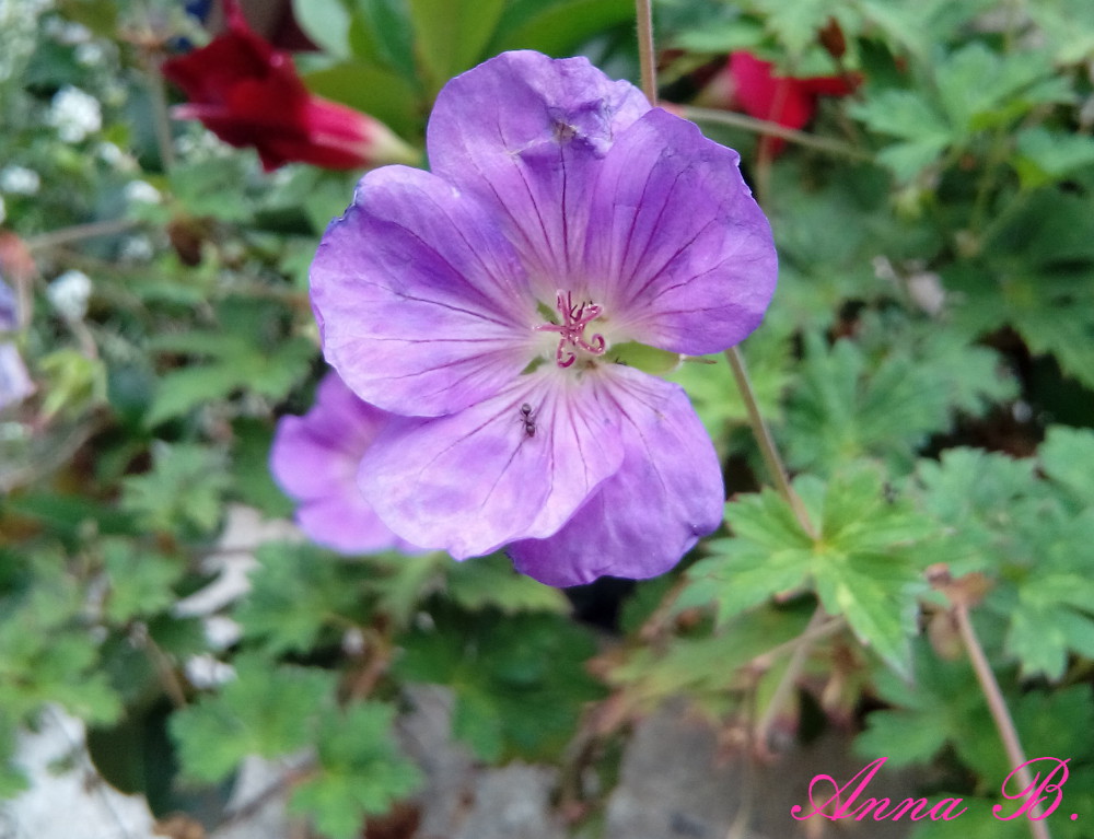 Fiore di color violetto