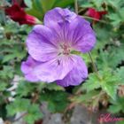 Fiore di color violetto