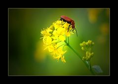 FIORE DI COLZA.......con ospite.