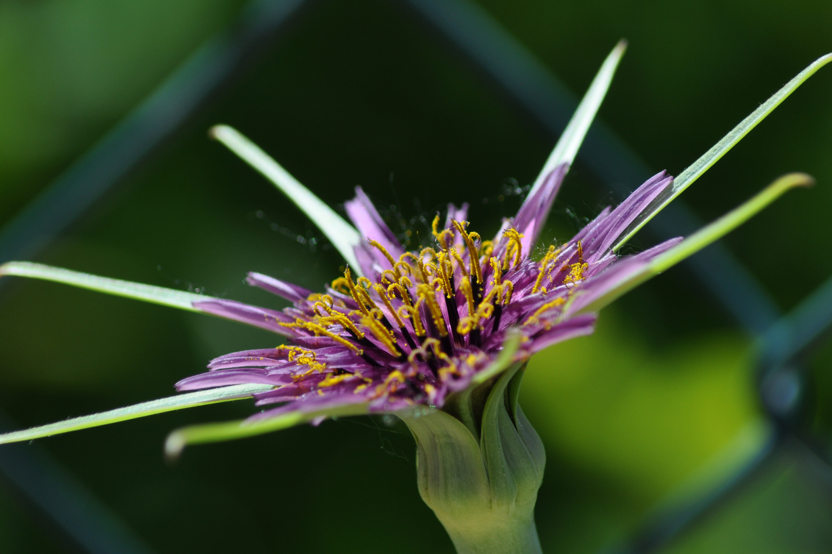 fiore di confine