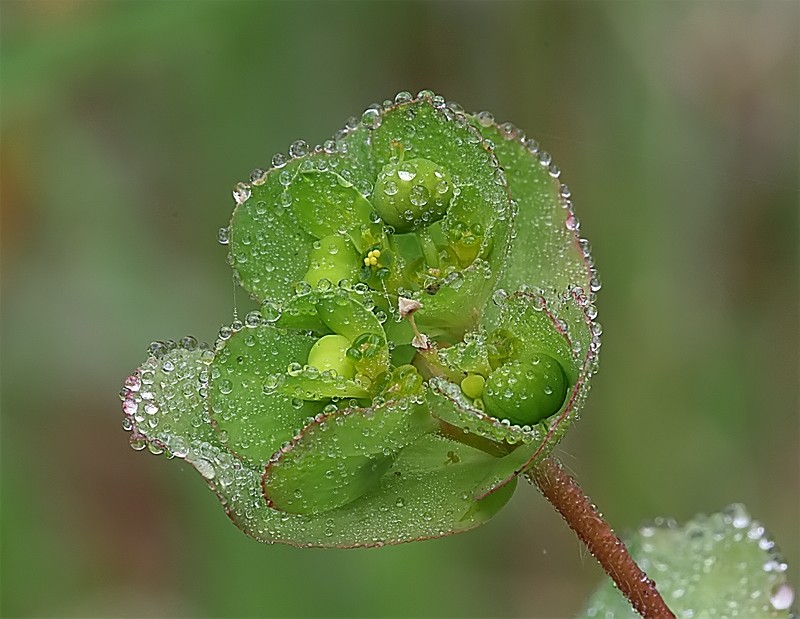 fiore di cristallo