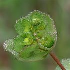 fiore di cristallo