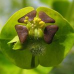 Fiore di Euforbia cespugliosa.