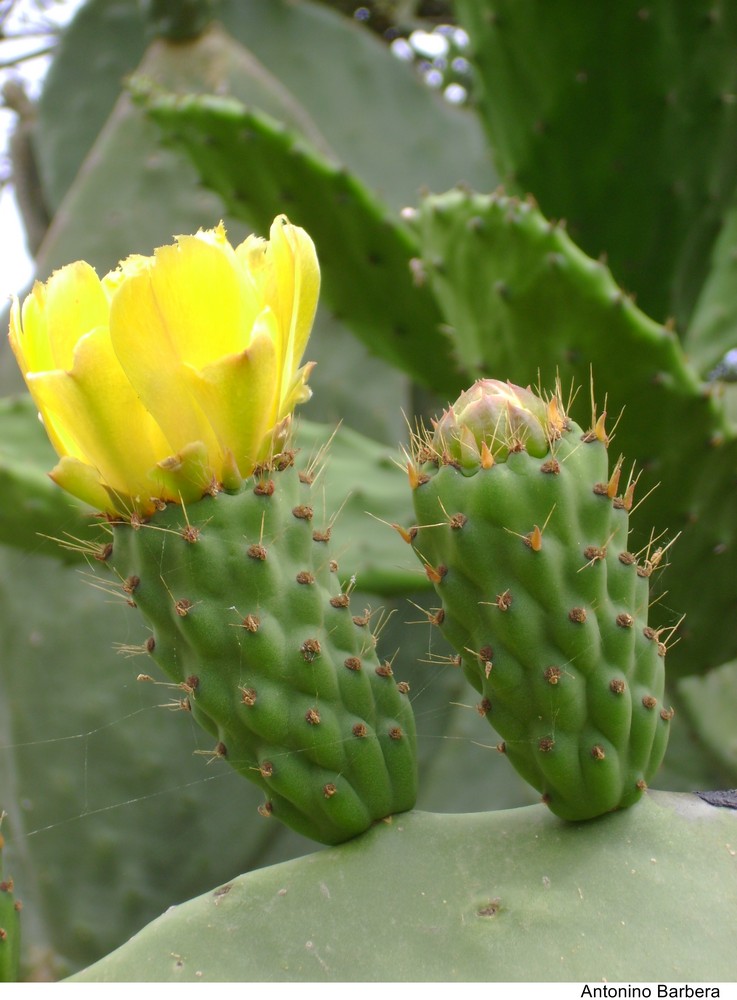 Fiore di fico d'India