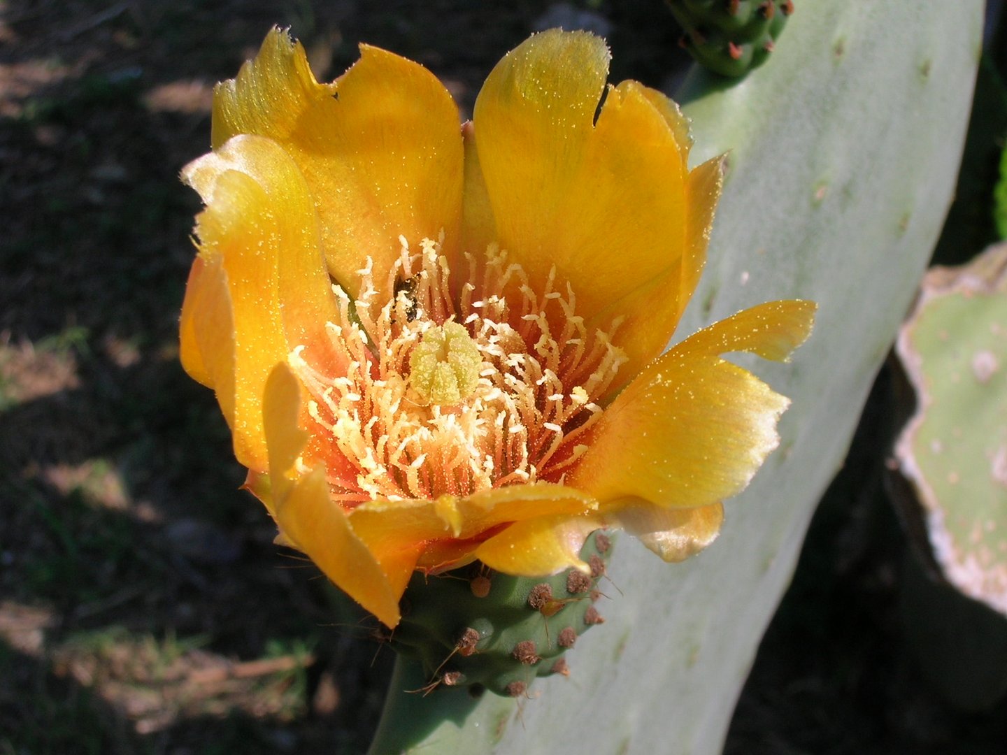 Fiore Di Fico D India Foto Immagini Piante Fiori E Funghi Animlii Natura Foto Su Fotocommunity
