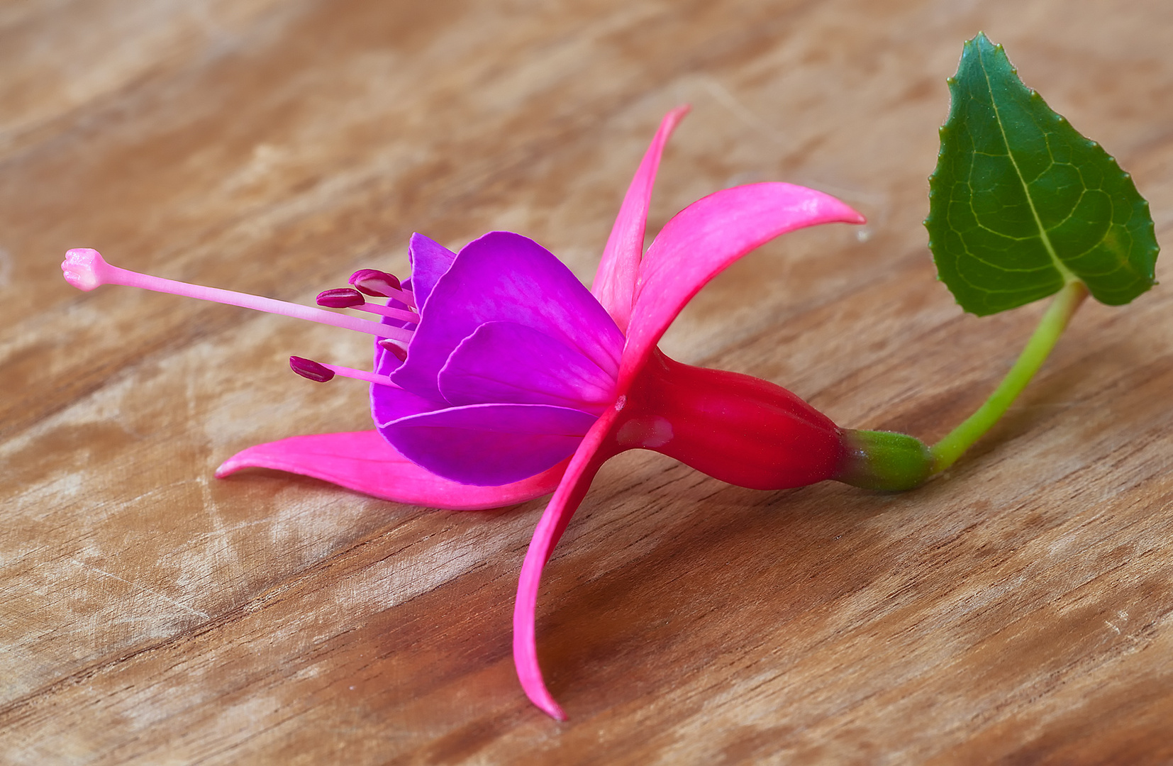 fiore di Fuchsia