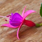 fiore di Fuchsia