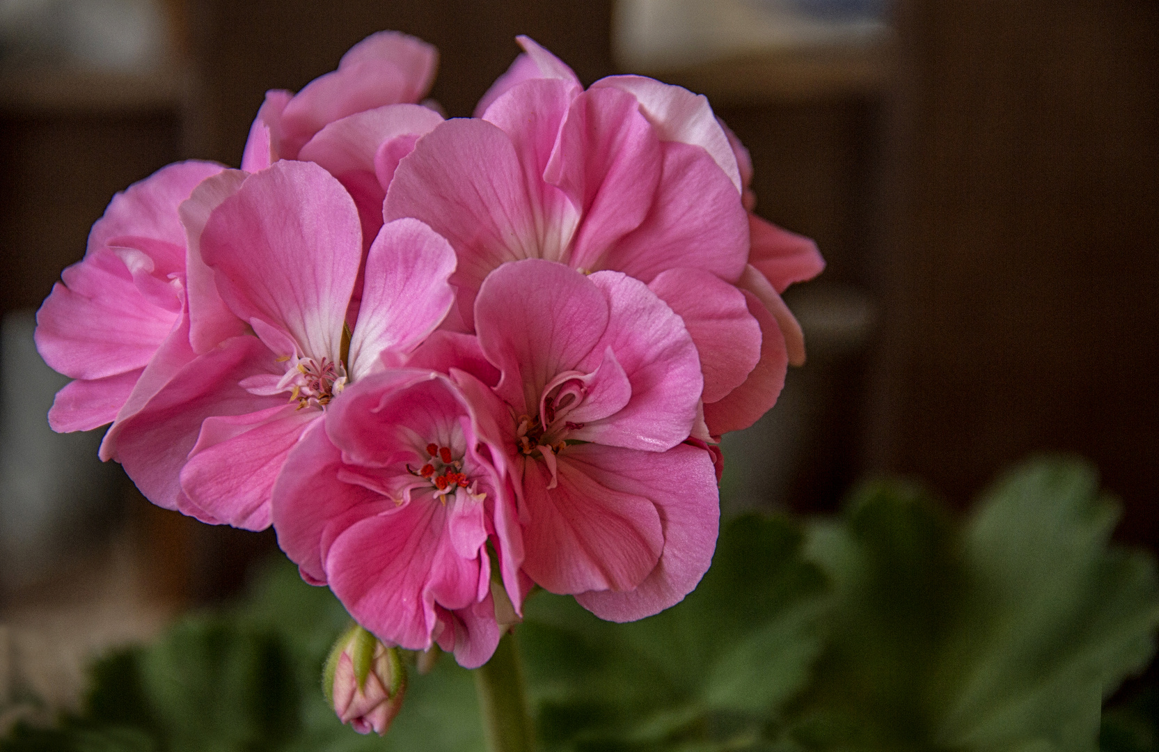 fiore di geranio