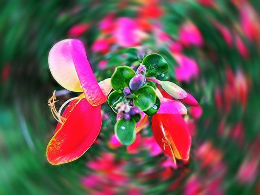 Fiore di ginestra. (Elaborazione)