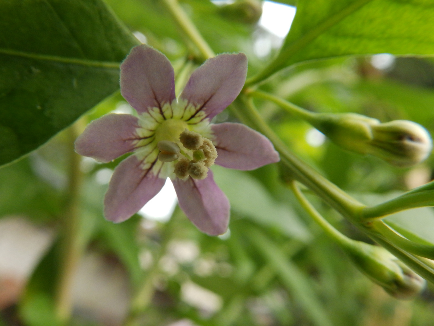 fiore di goji