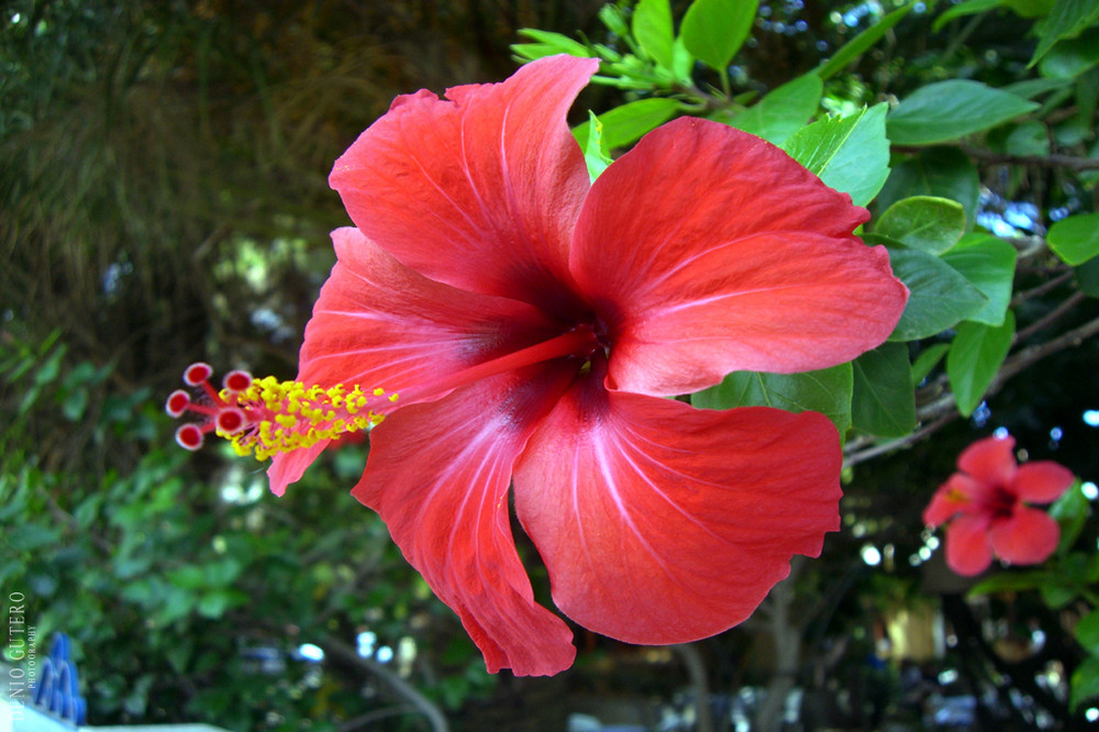 Fiore di Hibiscus