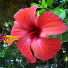 Fiore di Hibiscus