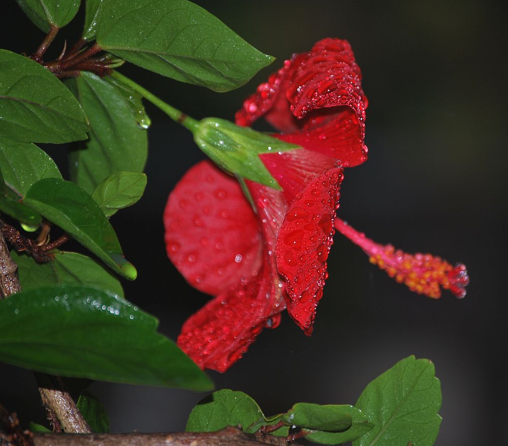 Fiore di Ibisco