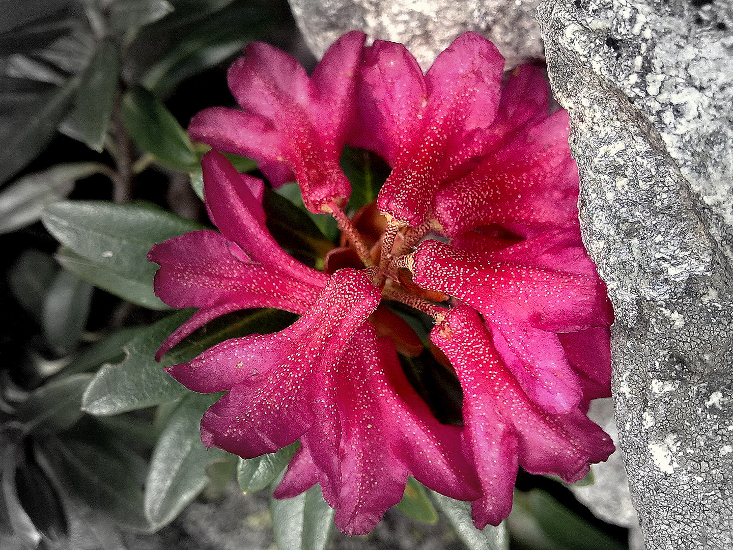 fiore di identità sconosciuta, sempre sul monviso.