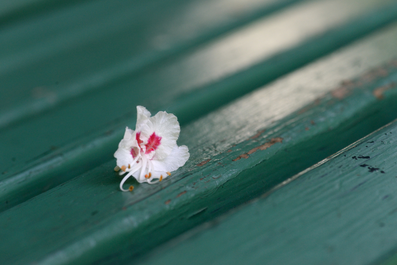 Fiore di Ippocastano