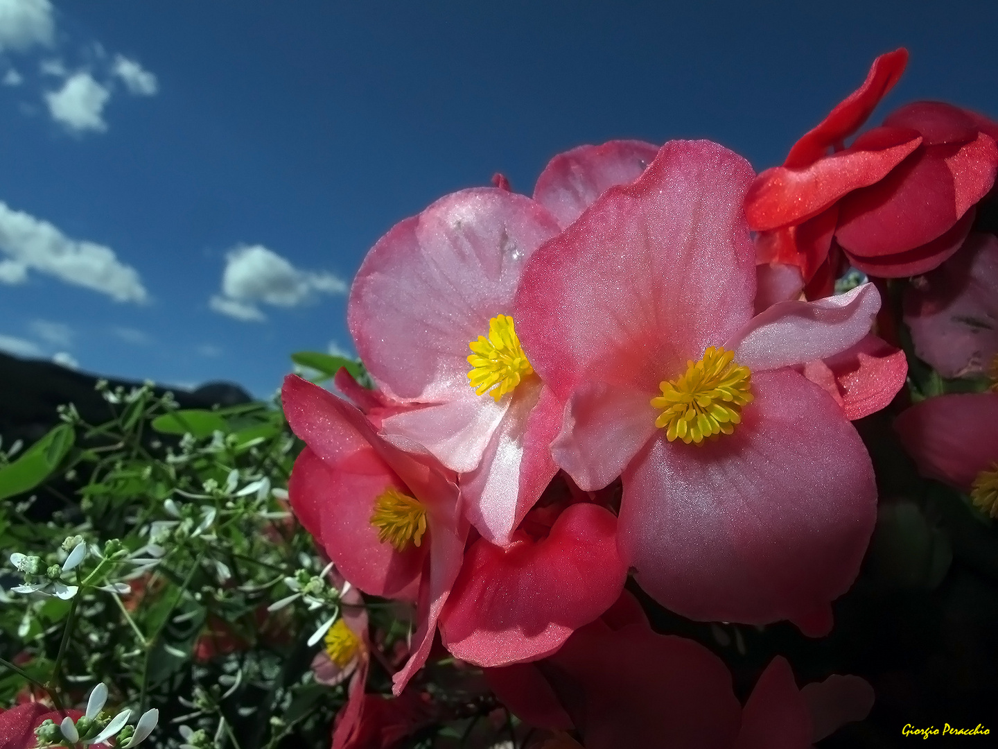 Fiore di Lago...