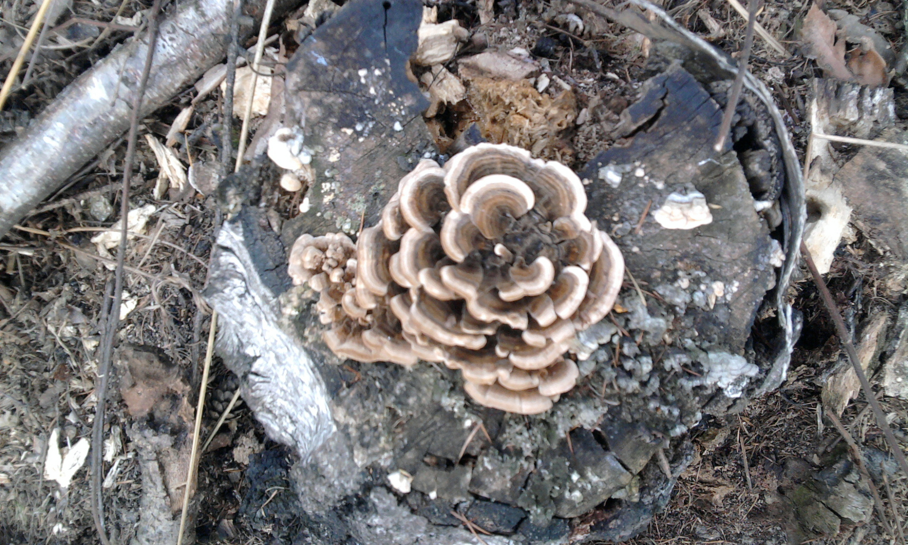 fiore di legno