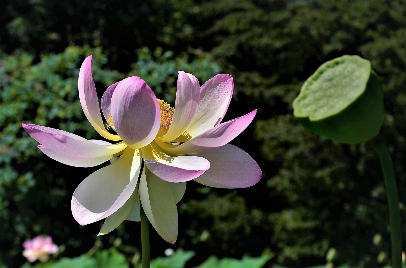 Fiore di loto Foto % Immagini| europe, italy, vatican city, s marino